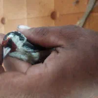 سهره|پرنده|چالوس, |دیوار
