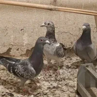 کبوتر یاکفتر تهرانی وشهرستانی|پرنده|مشکیندشت, |دیوار