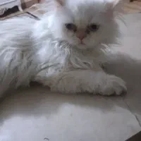 بچه گربه پرشین|گربه|اصفهان, بهارستان|دیوار