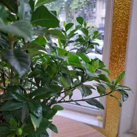 فروشنده خانم مجرد