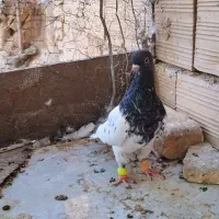 کفتر کله نرماده
