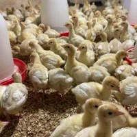 جوجه بوقلمون بیوتی ۱۰ روزه/ ۱۵ روزه
