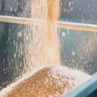 برنج/ایرانی/هاشمی/فجر/عنبربو