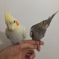 دو تا جوجه عروس هلندی سالم و دستی