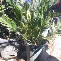 خدمات باغبانی وسمپاشی گلکاری هرسکاری صفرتاصدهمه جا|خدمات باغبانی و درختکاری|پردیس, فاز ۲|دیوار