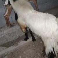 نری رودان|حیوانات مزرعه|رودان, |دیوار