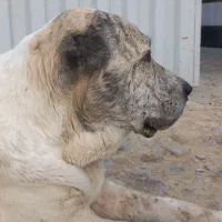 سگ آلبای نر 10میلیون|سگ|انبارآلوم, |دیوار