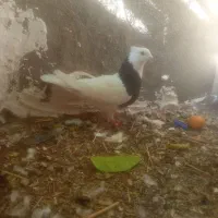 کبوتر طوقی|پرنده|دهدشت, |دیوار