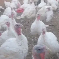 بوقلمو گوشتی