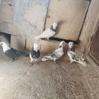 پنج تا کفتر هوایی قلدور|پرنده|فرح دشت, |دیوار