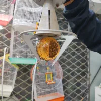 لامپ هالوژن تزیینی