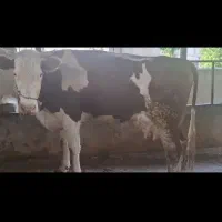 گاوگوساله سیمنتال شیری