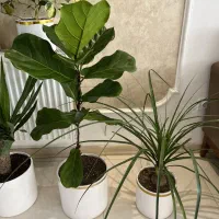 گل های متنوع آپارتمانی|گل و گیاه طبیعی|مشهد, امامیه (شهرک غرب)|دیوار