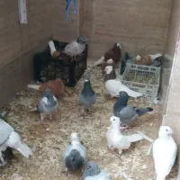 کبوتر همراه تخم جوجه شهری و موشی زینتی ارسال داروم