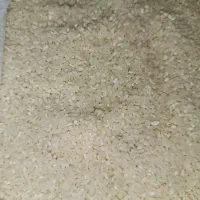 برنج هاشمی به شرط پخت|خوردنی و آشامیدنی|ری, علایین|دیوار