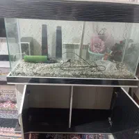 آکواریوم|ماهی|تربت جام, مسکن مهر|دیوار