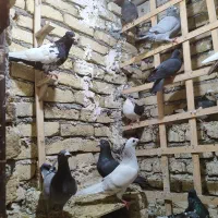 کبوتر|پرنده|مشهد, فدک|دیوار