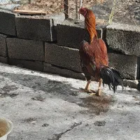 خروس لاری اصیل افغان . مرغ لاری نزدیک به تخم