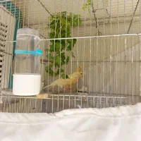 قناری سرخ درجه یک