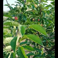 فروش باغ انگورو میوه1500متر|فروش خانه و ویلا|کبودرآهنگ, |دیوار