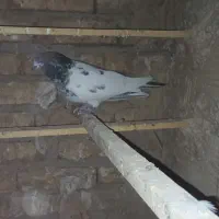کله دار ماده|پرنده|بهارستان, |دیوار
