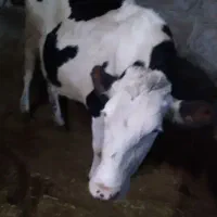 گاو سیمتال وبرژیک|حیوانات مزرعه|ملکآباد, |دیوار