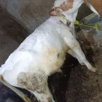 گوساله سیمینتال نر