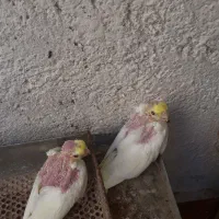 عروس هلندی جوجه|پرنده|بندر گناوه, |دیوار