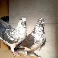 کبوتر|پرنده|برخوار, |دیوار