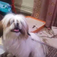 سگ شیتزو سوپر فلت|سگ|اراک, |دیوار