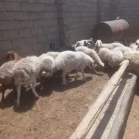 سلام میش فروشی یکجا
