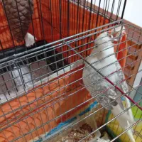 عروس هلندی نر و ماده|پرنده|کرج, اسلامآباد|دیوار