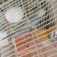 مرغ عشق رینبو