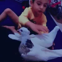 جوجه طوقی هفت رنگ خوشکل پرداخته ۸۰۰ تازه دستی شده