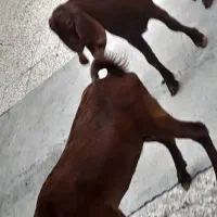 بز ماه با نر|حیوانات مزرعه|بندر ماهشهر, |دیوار