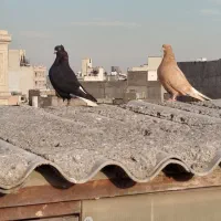 چهارتا دم سفید ماده|پرنده|مشهد, احمدآباد|دیوار