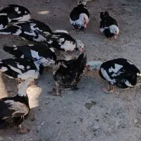 سلام اردک خارجی سرحال وسالم تمیز اورگانیک|حیوانات مزرعه|مینودشت, |دیوار