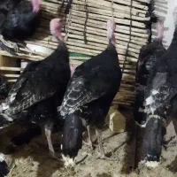 فروش بوقلمون نر محلی کاملا ارگانیک  شهرستان بوانات|حیوانات مزرعه|شیراز, ابیوردی|دیوار