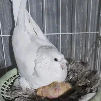 کبوتر بوم باز شیرجه ای