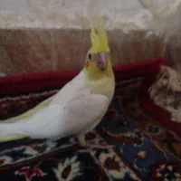 جوجه عروس هلندی یک ماه