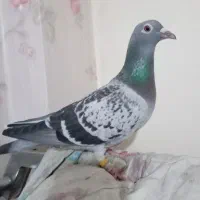 یجفت کبوتر مسافتی پلاکی جانسن با جوجه