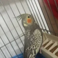 عروس هلندی تر