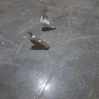 کبوتر پلاس|پرنده|قم, حنیف نژاد|دیوار