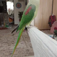 شاه طوطی گم شده