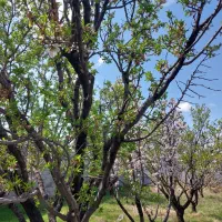 زمین-ویلایی-بارانلو-حصار-شده-در-کوی-زیتون