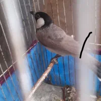 سهره قاری وحش|پرنده|شیراز, احمدآباد|دیوار