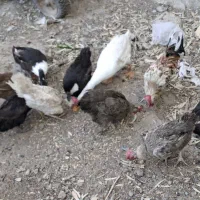 مرغ و خروس محلی اردک|حیوانات مزرعه|قرچک, قشلاق جیتو|دیوار