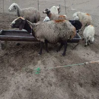 میش و بره|حیوانات مزرعه|بروجرد, |دیوار