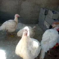 بوقلمون پرورشی|حیوانات مزرعه|بیستون, |دیوار