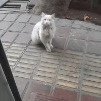 گربه پیدا شده